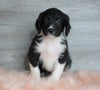 Aussiedoodle (Standard) For Sale Baltic, OH Male- Rascal