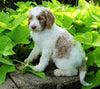 F1B Labradoodle For Sale Millersburg, OH Female- Twila
