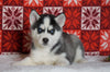 Siberian Husky For Sale Fredericksburg, OH Male - Parker