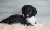 Aussiedoodle (Standard) For Sale Baltic, OH Male- Rascal