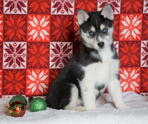 Siberian Husky For Sale Fredericksburg, OH Female - Peyton