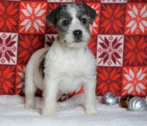 Poodle Mix Puppy For Sale Fredericksburg, OH Female- Zofia