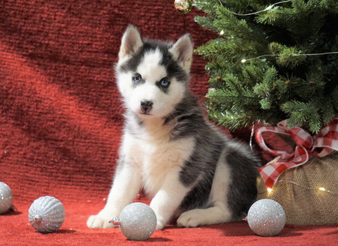 Siberian Husky For Sale Holmesville, OH Female - Starlite