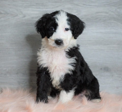 Aussiedoodle (Standard) For Sale Baltic, OH Male- Bruno