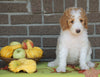 F1B Labradoodle For Sale Millersburg, OH Female- Tina