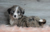Aussiedoodle (Standard) For Sale Baltic, OH Male- Chief