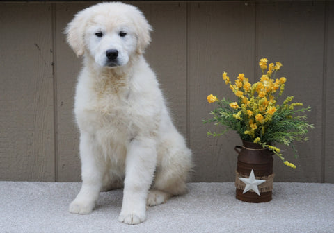 AKC Registered English Cream Golden Retriever For Sale Fredericksburg, OH Male- Skylar