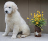 AKC Registered English Cream Golden Retriever For Sale Fredericksburg, OH Male- Skylar