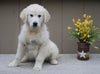 AKC Registered English Cream Golden Retriever For Sale Fredericksburg, OH Male- Fritz