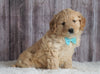 Mini Goldendoodle For Sale Sugarcreek, OH Female- Mia