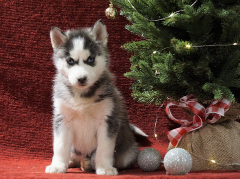 Siberian Husky For Sale Holmesville, OH Male - Frosty