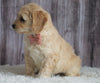 Mini Goldendoodle For Sale Sugarcreek, OH Female- Chloe