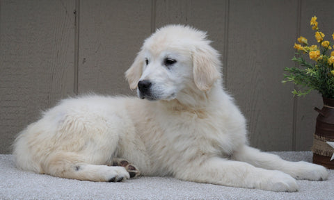 AKC Registered English Cream Golden Retriever For Sale Fredericksburg, OH Male- Fritz