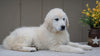 AKC Registered English Cream Golden Retriever For Sale Fredericksburg, OH Male- Fritz