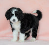 Standard Bernedoodle For Sale Baltic OH Male - Ryder