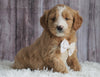 Mini Goldendoodle For Sale Sugarcreek, OH Female- Skye