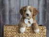 Mini Goldendoodle For Sale Sugarcreek, OH Female- Skye