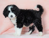 Standard Bernedoodle For Sale Baltic OH Male - Ryder