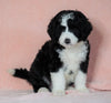 Standard Bernedoodle For Sale Baltic OH Male - Ryder