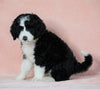 Standard Bernedoodle For Sale Baltic OH Male - Ryder