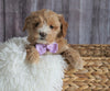 Mini Goldendoodle For Sale Sugarcreek, OH Female- Bella