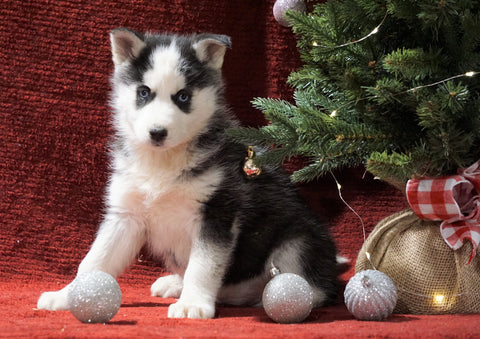 Siberian Husky For Sale Holmesville, OH Female - Hope