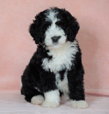 Standard Bernedoodle For Sale Baltic OH Female - Twilight