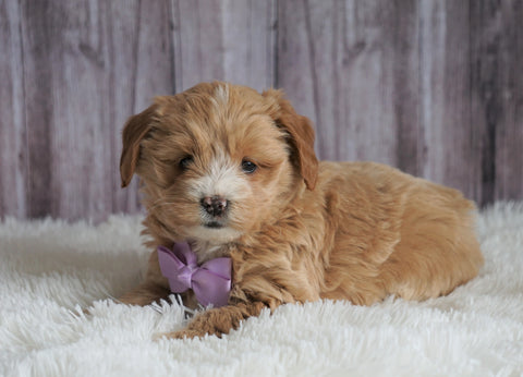 Mini Goldendoodle For Sale Sugarcreek, OH Female- Bella