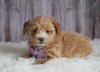 Mini Goldendoodle For Sale Sugarcreek, OH Female- Bella
