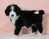 Standard Bernedoodle For Sale Baltic OH Female - Twilight