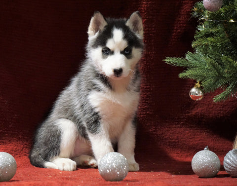 Siberian Husky For Sale Holmesville, OH Female - Joy
