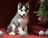 Siberian Husky For Sale Holmesville, OH Female - Joy