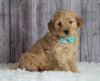 Mini Goldendoodle For Sale Sugarcreek, OH Female- Lola