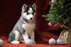 Siberian Husky For Sale Holmesville, OH Female - Joy