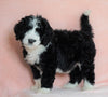 Standard Bernedoodle For Sale Baltic OH Female - Twilight