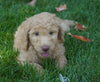 F1B Labradoodle For Sale Millersburg, OH Female- Tootsy