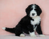 Standard Bernedoodle For Sale Baltic OH Female - Twilight
