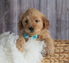 Mini Goldendoodle For Sale Sugarcreek, OH Female- Lola