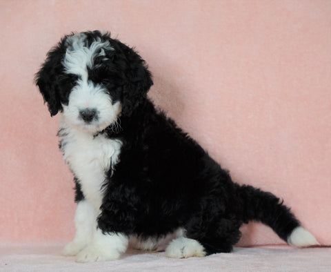 Standard Bernedoodle For Sale Baltic OH Male - Chief