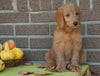F1B Labradoodle For Sale Millersburg, OH Female- Tulip