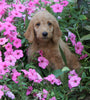 F1B Labradoodle For Sale Millersburg, OH Female- Tulip