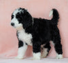 Standard Bernedoodle For Sale Baltic OH Male - Chief