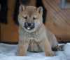 AKC Shiba Inu For Sale Millersburg, OH Male - Donner