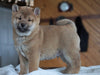 AKC Shiba Inu For Sale Millersburg, OH Male - Blitzen