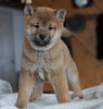AKC Shiba Inu For Sale Millersburg, OH Male - Blitzen