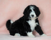Standard Bernedoodle For Sale Baltic OH Female - Heidi