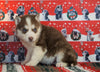 Siberian Husky For Sale Fredericksburg, OH Male - Doby