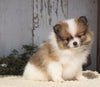 ACA Registered Pomeranian For Sale Millersburg, OH Female- Rosie