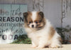 ACA Registered Pomeranian For Sale Millersburg, OH Female- Rosie