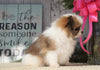ACA Registered Pomeranian For Sale Millersburg, OH Female- Rosie